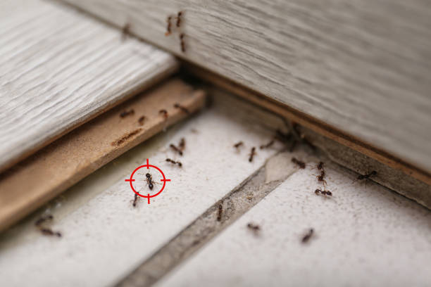 Best Pest Removal Services  in Lone Star, TX