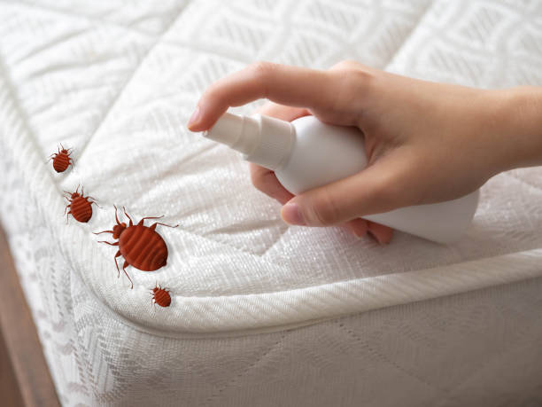 Best Exterminator Services  in Lone Star, TX